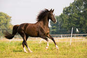 By Horse 